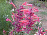 Agastache rupestris 'Apache Sunset' [Sz:100 mm]