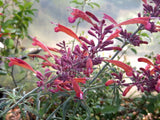 Agastache rupestris 'Apache Sunset' [Sz:100 mm]