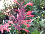 Agastache rupestris 'Apache Sunset' [Sz:100 mm]