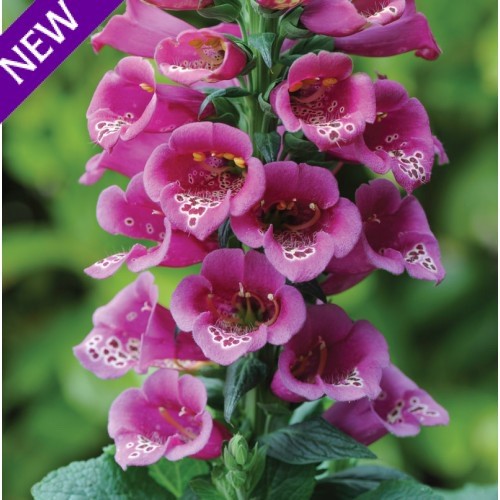 Digitalis purpurea 'Purple Carousel' [Sz:100 mm]