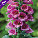 Digitalis purpurea 'Purple Carousel' [Sz:100 mm]