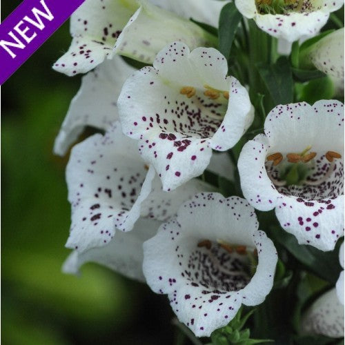 Digitalis purpurea 'White Carousel' [Sz:100 mm]