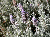 Lavandula dentata [Sz:100 mm]