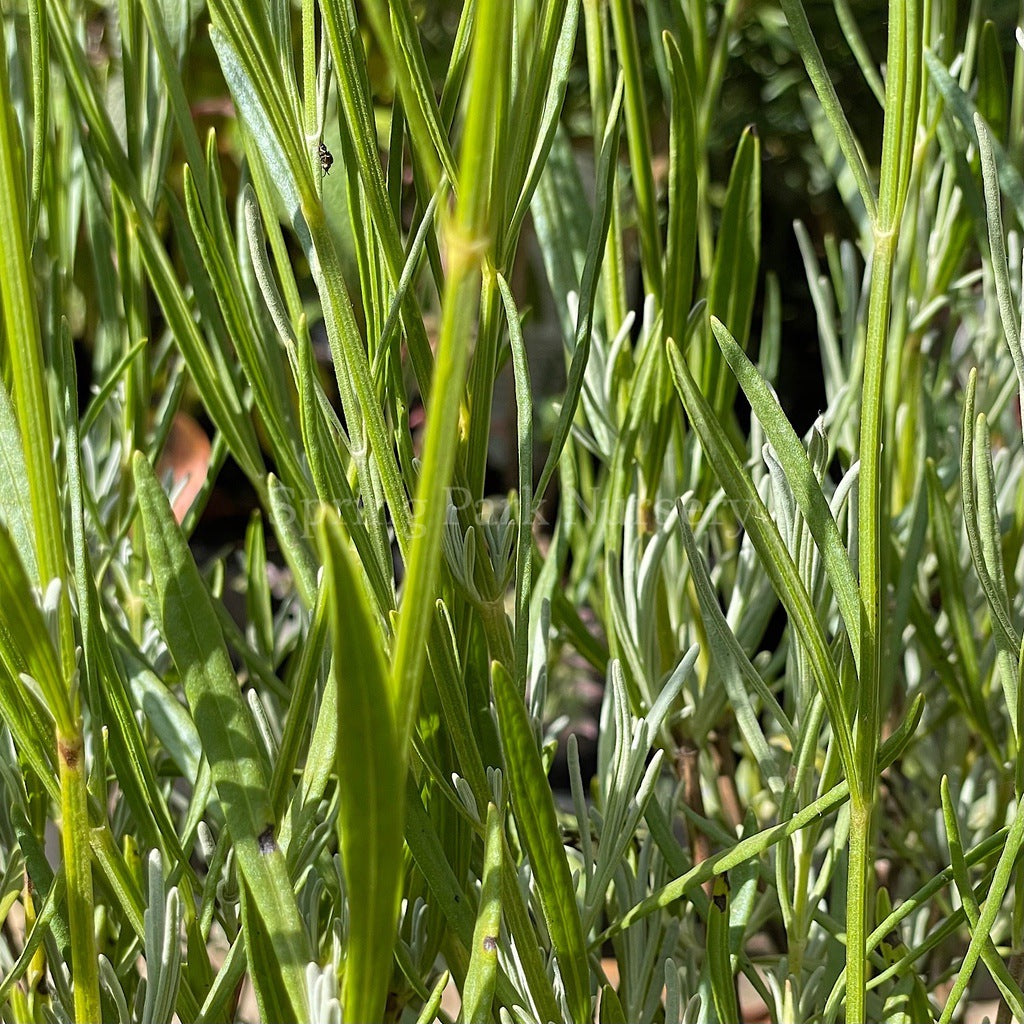 Lavandula angustifolia [Sz:100 mm]