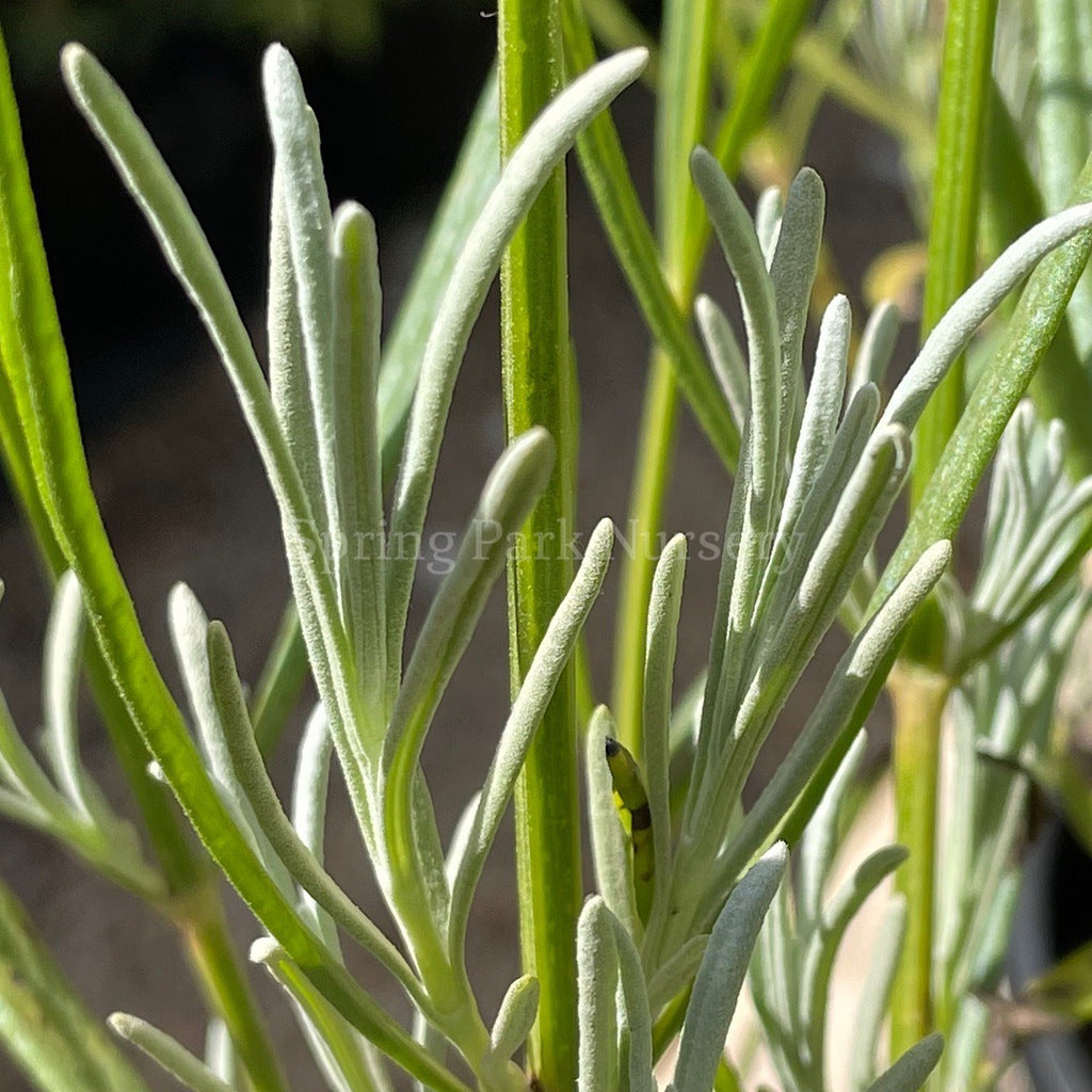 Lavandula angustifolia [Sz:100 mm]