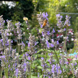 Lavandula angustifolia [Sz:100 mm]