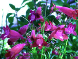 Penstemon 'Dragonet' [Sz:100 mm]