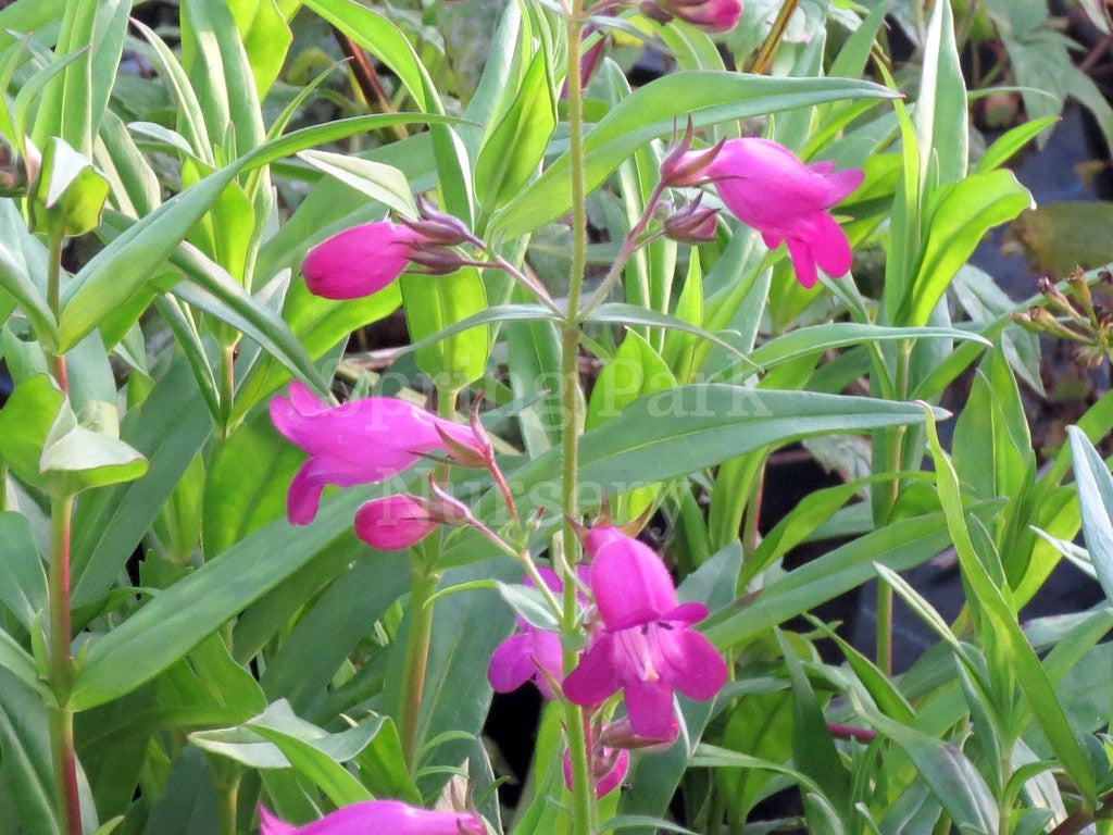 Penstemon 'Dragonet' [Sz:100 mm]