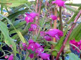 Penstemon 'Dragonet' [Sz:100 mm]