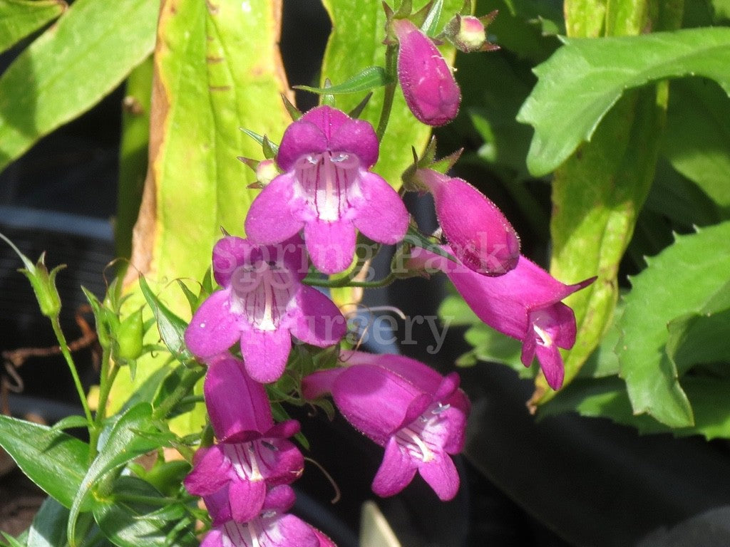 Penstemon 'Dragonet' [Sz:100 mm]