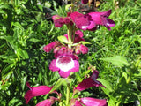 Penstemon 'Gladiator' [Sz:100 mm]