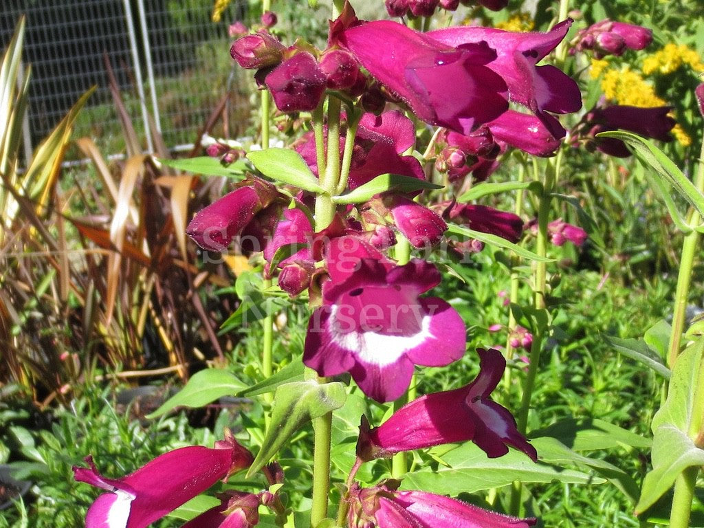 Penstemon 'Gladiator' [Sz:100 mm]