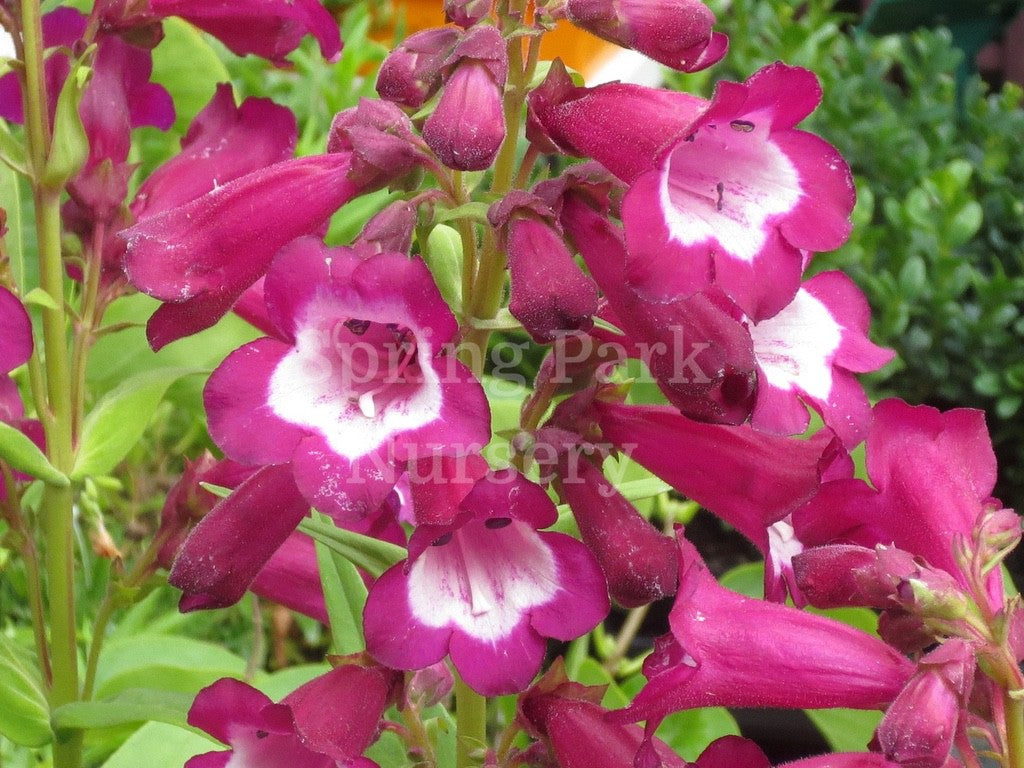 Penstemon 'Gladiator' [Sz:100 mm]