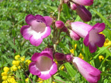 Penstemon 'John Booth' [Sz:100 mm]