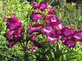 Penstemon 'Ken's Passion' [Sz:100 mm]