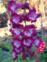 Penstemon 'Paris Night' [Sz:100 mm]