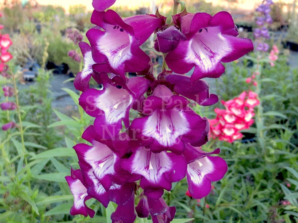 Penstemon 'Paris Night' [Sz:100 mm]