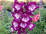 Penstemon 'Paris Night' [Sz:100 mm]