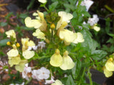 Salvia microphylla 'Iced Lemon' [Sz:100 mm]