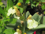 Salvia microphylla 'Iced Lemon' [Sz:100 mm]