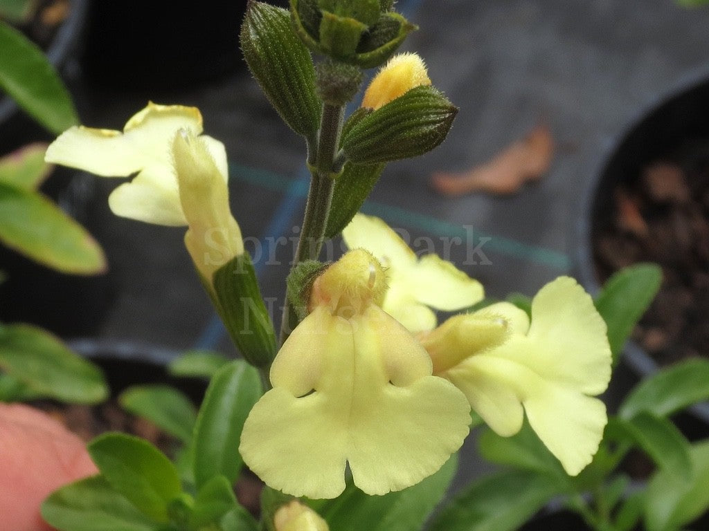 Salvia microphylla 'Iced Lemon' [Sz:100 mm]