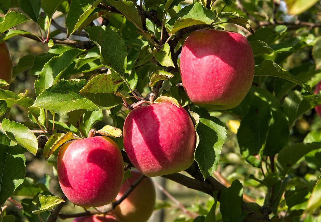 Semi-Dwarf Apple Pink Lady™ [Sz:Bare Rooted]