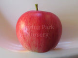 Semi-Dwarf Apple 'Jonathan' [Sz:Bare Rooted]