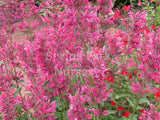 Agastache 'Raspberry Fiesta' [Sz:100 mm]