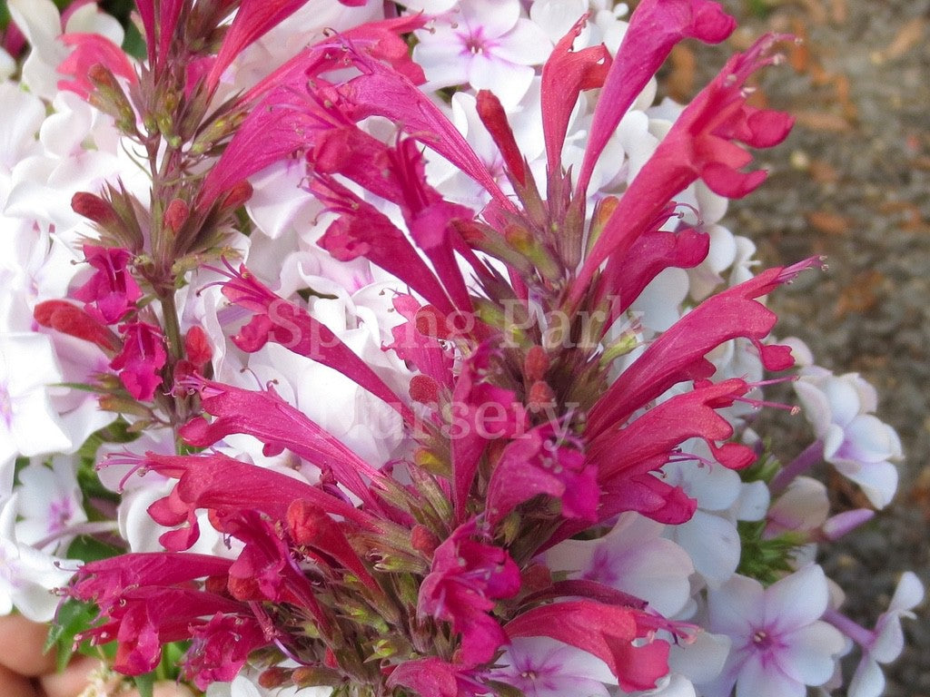 Agastache 'Raspberry Fiesta' [Sz:100 mm]