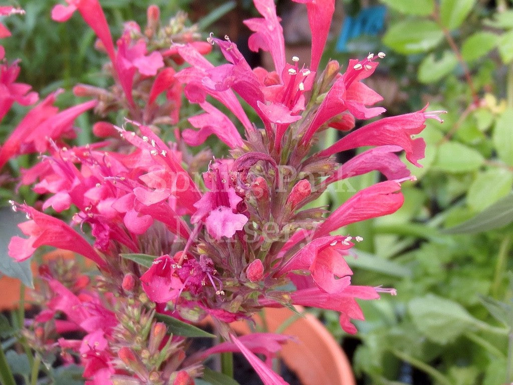 Agastache 'Raspberry Fiesta' [Sz:100 mm]