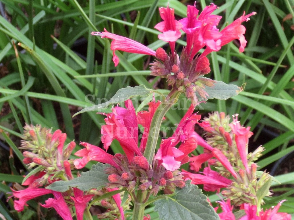 Agastache 'Raspberry Fiesta' [Sz:100 mm]