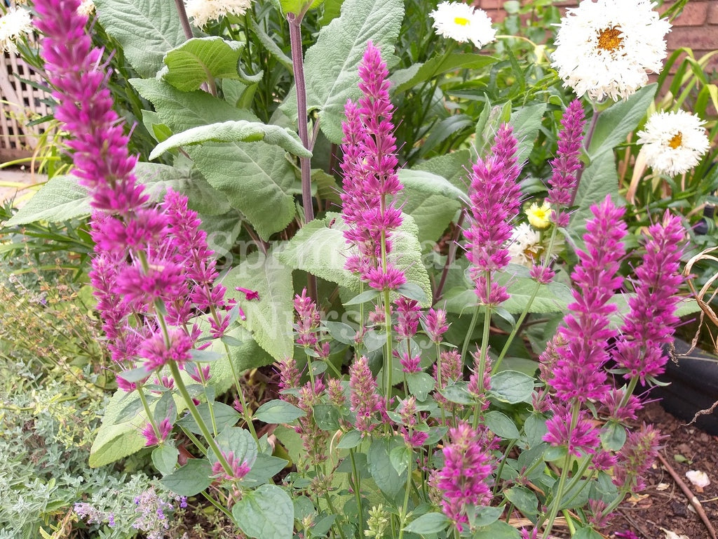 Agastache 'Pink Sceptre' [Sz:100 mm]