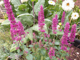 Agastache 'Pink Sceptre' [Sz:100 mm]