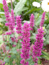 Agastache 'Pink Sceptre' [Sz:100 mm]