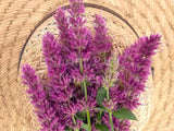 Agastache 'Pink Sceptre' [Sz:100 mm]