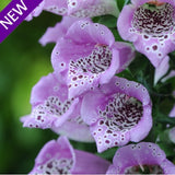 Digitalis purpurea 'Lavender Carousel' [Sz:100 mm]