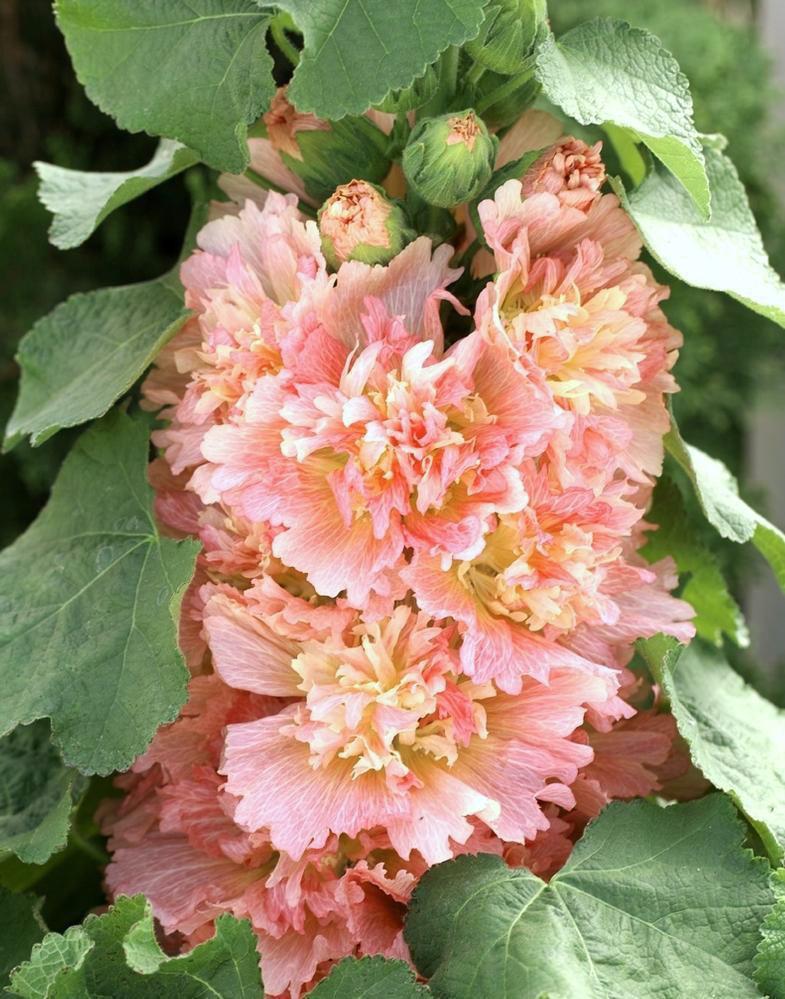 Alcea rosea 'Spring Celebrities Apricot' [Sz:100 mm]