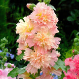 Alcea rosea 'Spring Celebrities Apricot' [Sz:100 mm]