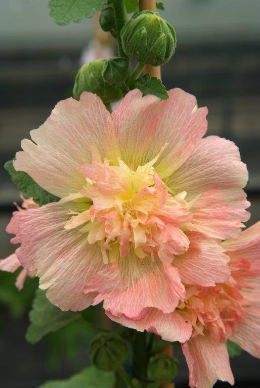 Alcea rosea 'Spring Celebrities Apricot' [Sz:100 mm]