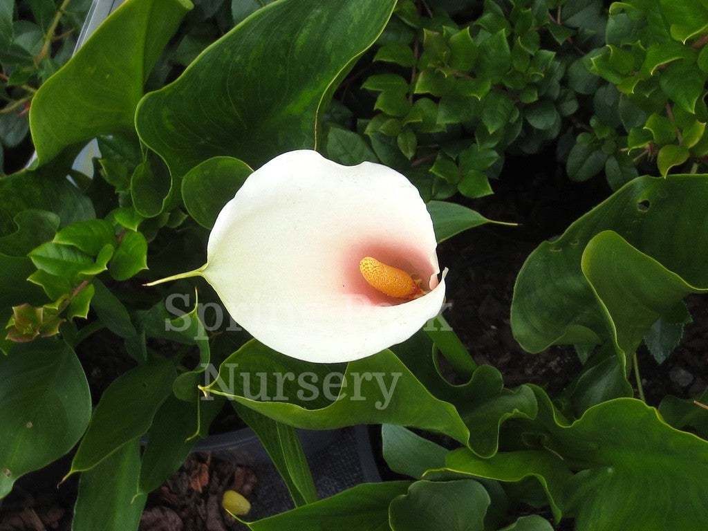 Zantedeschia aethiopica 'Fairy Floss' [Sz:100 mm]