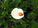 Zantedeschia aethiopica 'Fairy Floss' [Sz:100 mm]