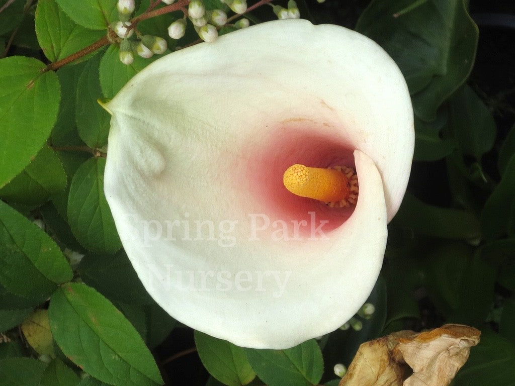 Zantedeschia aethiopica 'Fairy Floss' [Sz:100 mm]