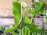 Arum hygrophilum [Sz:100 mm]