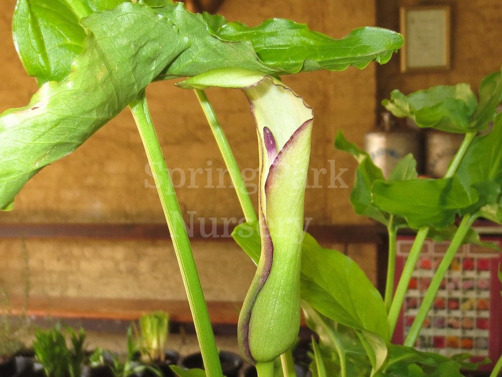 Arum hygrophilum [Sz:100 mm]