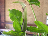 Arum hygrophilum [Sz:100 mm]