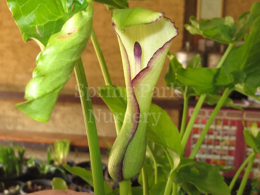 Arum hygrophilum [Sz:100 mm]