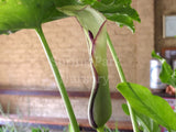 Arum hygrophilum [Sz:100 mm]