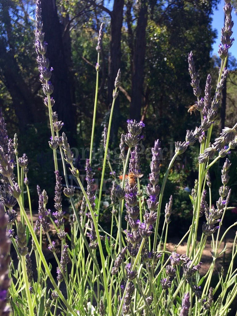 Allard's Lavender [Sz:100 mm]