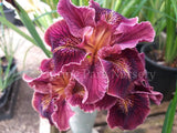 Pacific Coast Iris 'Terracotta Warrior' [Sz:100 mm]