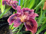 Pacific Coast Iris 'Terracotta Warrior' [Sz:100 mm]